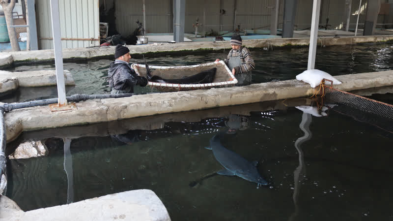 انجام مراحل تعيين رسيدگي فيل ماهيان خاوياري توسط بخش خصوصي