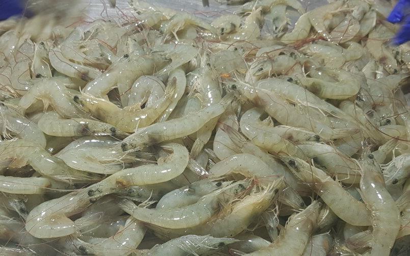 برداشت ۳۰ هزار تن ميگو در استان بوشهر