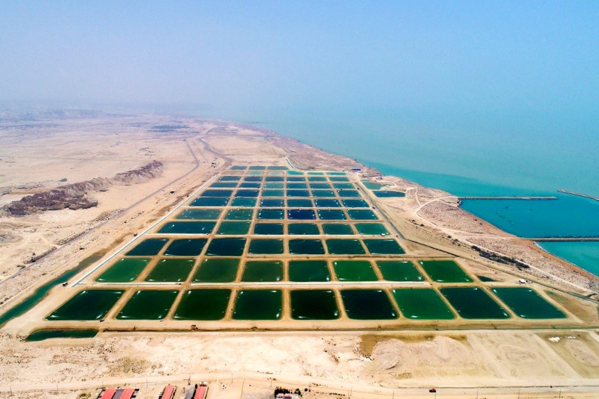 ركورد توليد ميگوي كشور شكسته شد