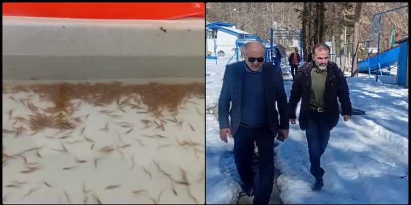 پايش روند تكثير ماهي آزاد در مركز شهيد باهنر كلاردشت