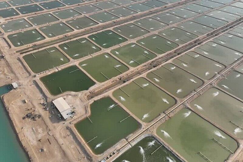 افزایش ظرفیت تولید میگو در سیریک با بهره‌برداری از ۷۰ هکتار مزرعه جدید