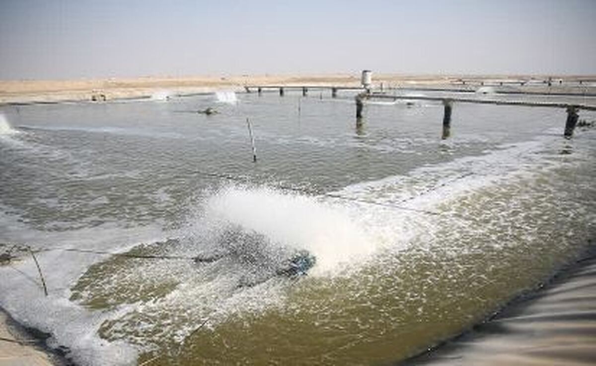 رشد ۷۹ درصدی تولید میگو در مزارع ساحلی بوشهر