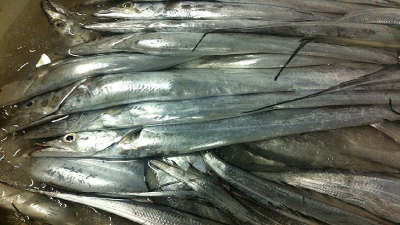 صادرات ۷۸ هزار تُن ماهیان غیرماکول خلیج فارس و دریای عمان